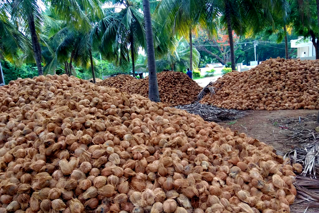 Coconuts