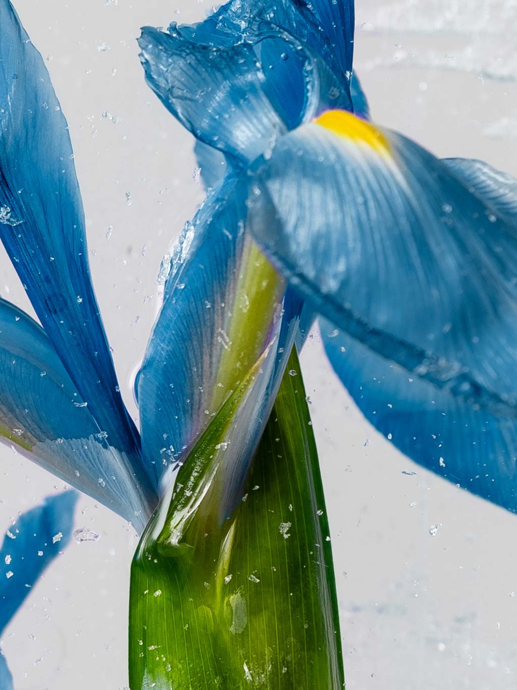 Iris and frozen water