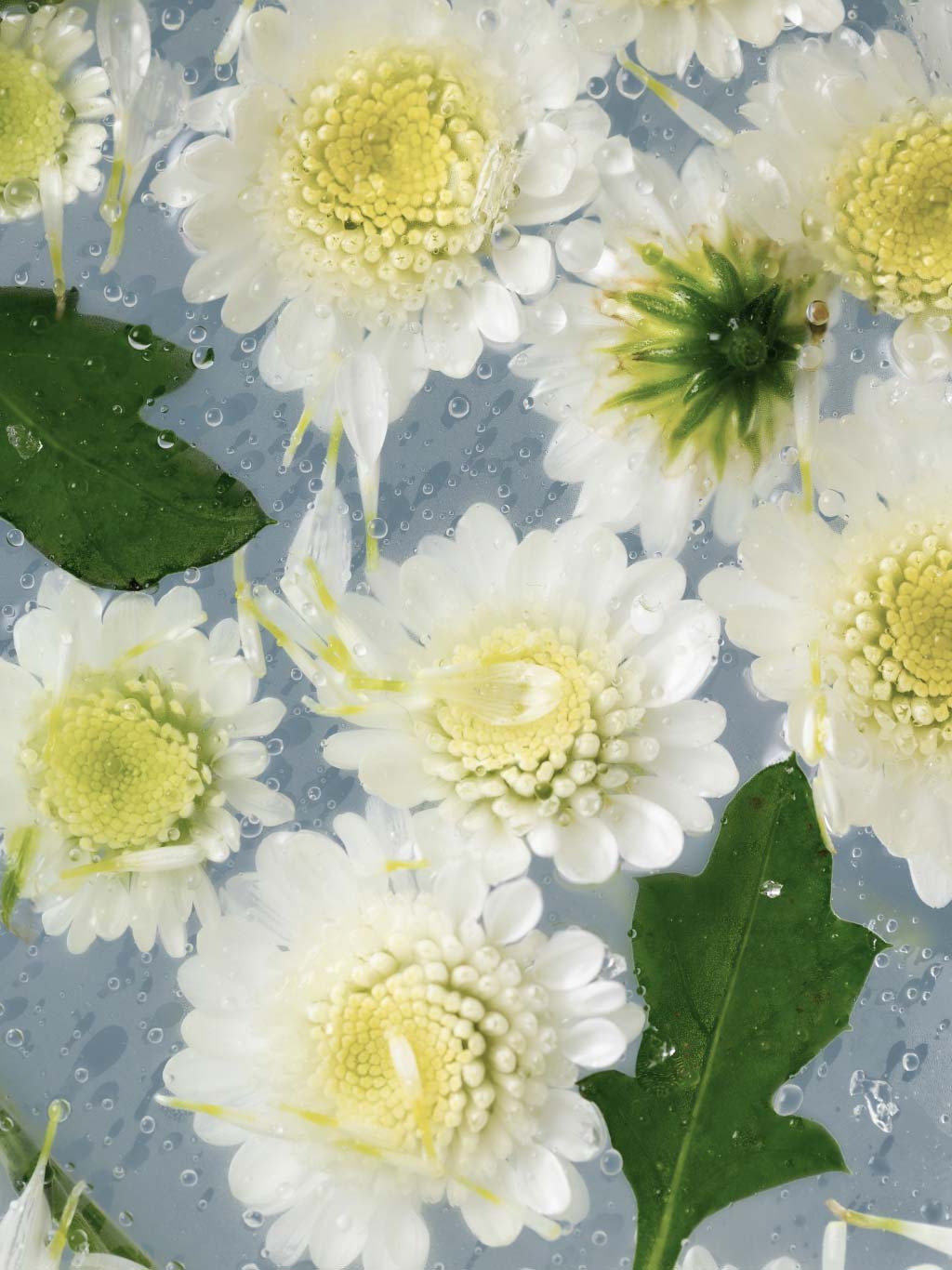 Electric Wine Cooler