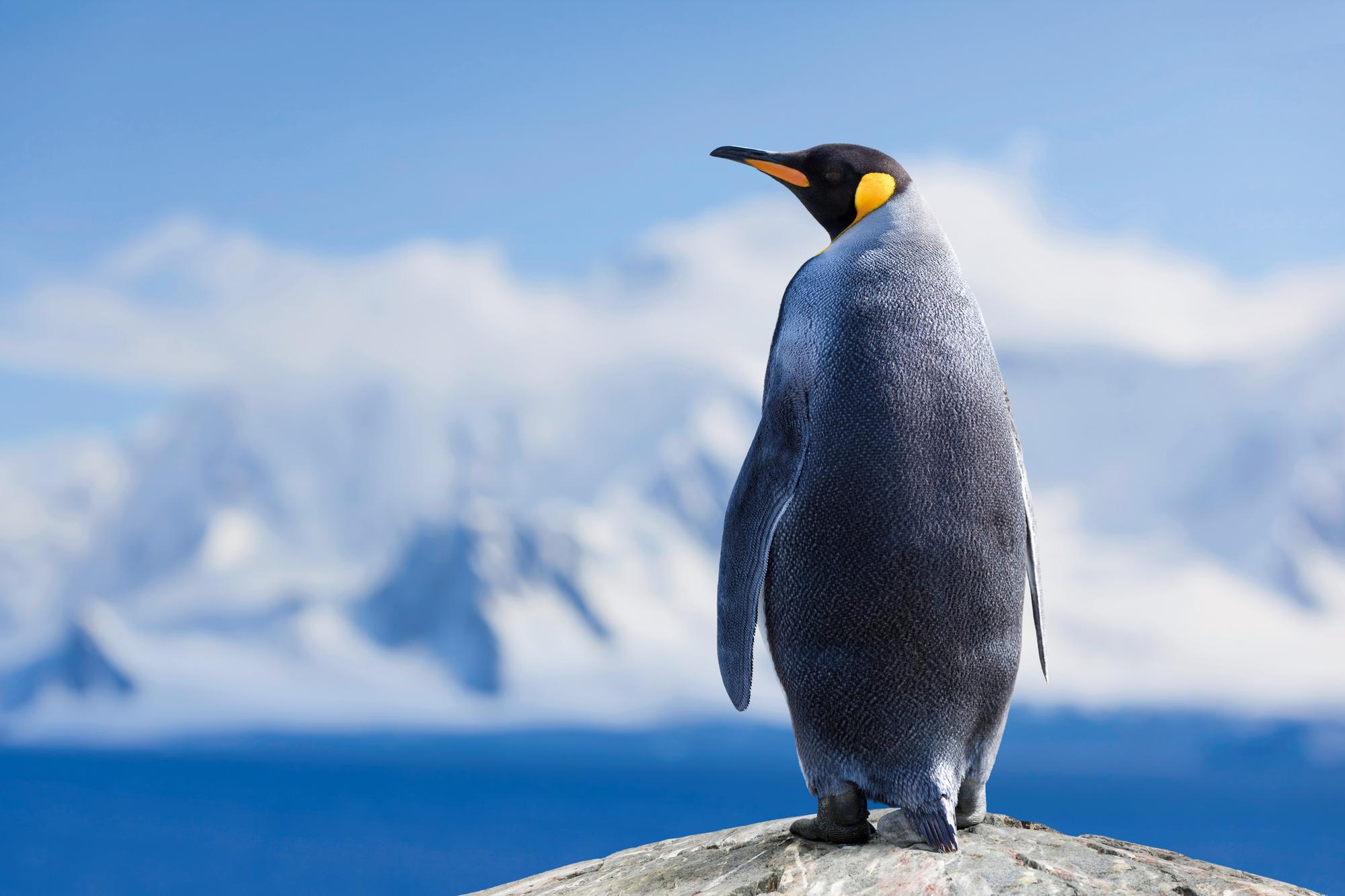 Emperor Penguin in Antarctica