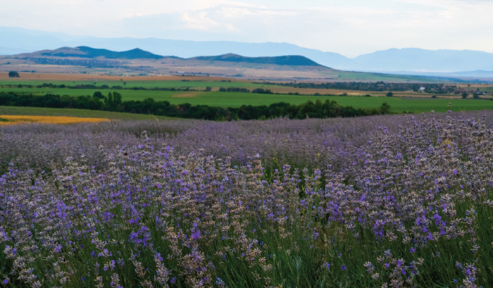 Campos de lavanda exuberantes na Bulgária e França.