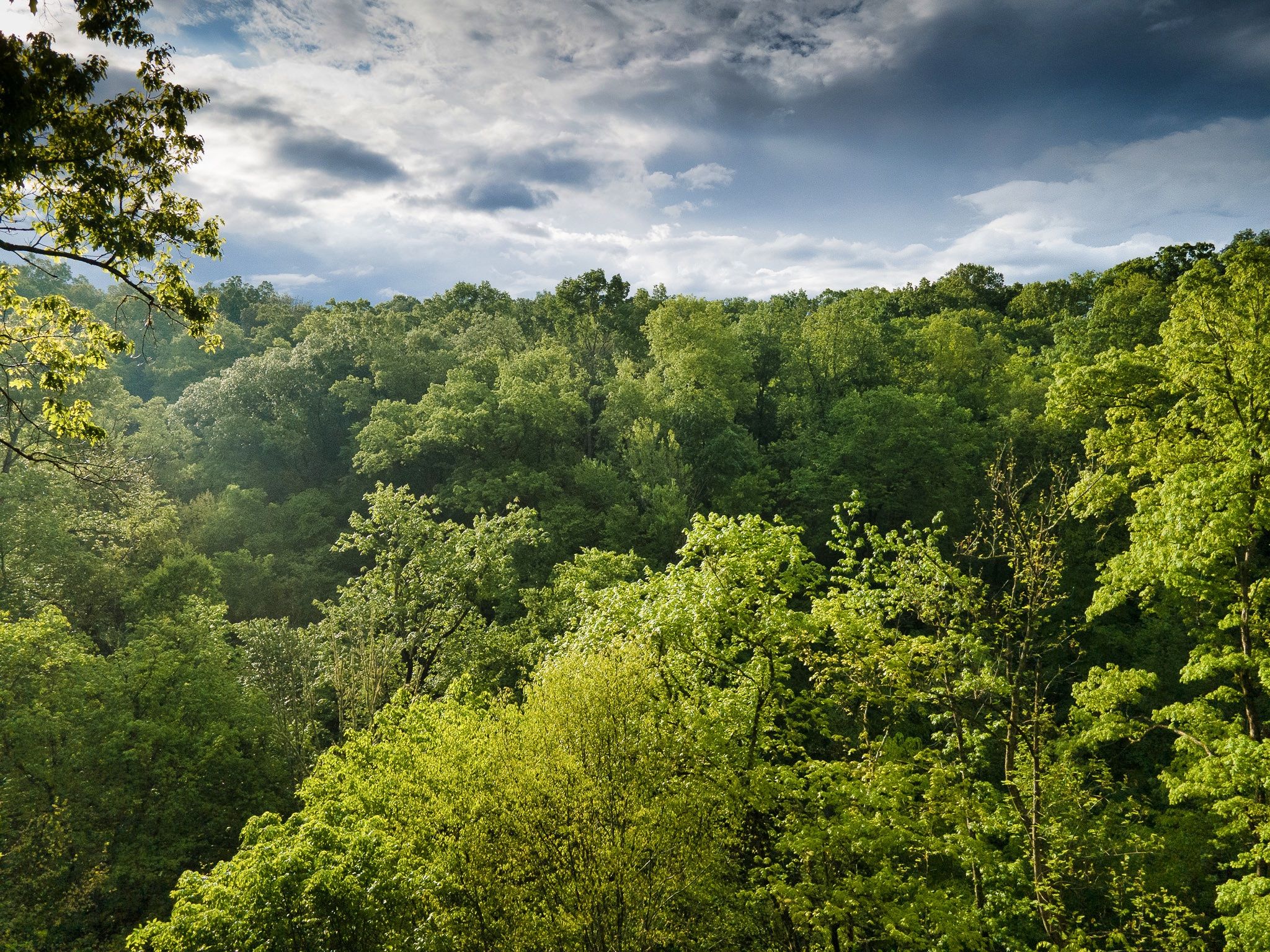 Forest canopy with dramatic sky