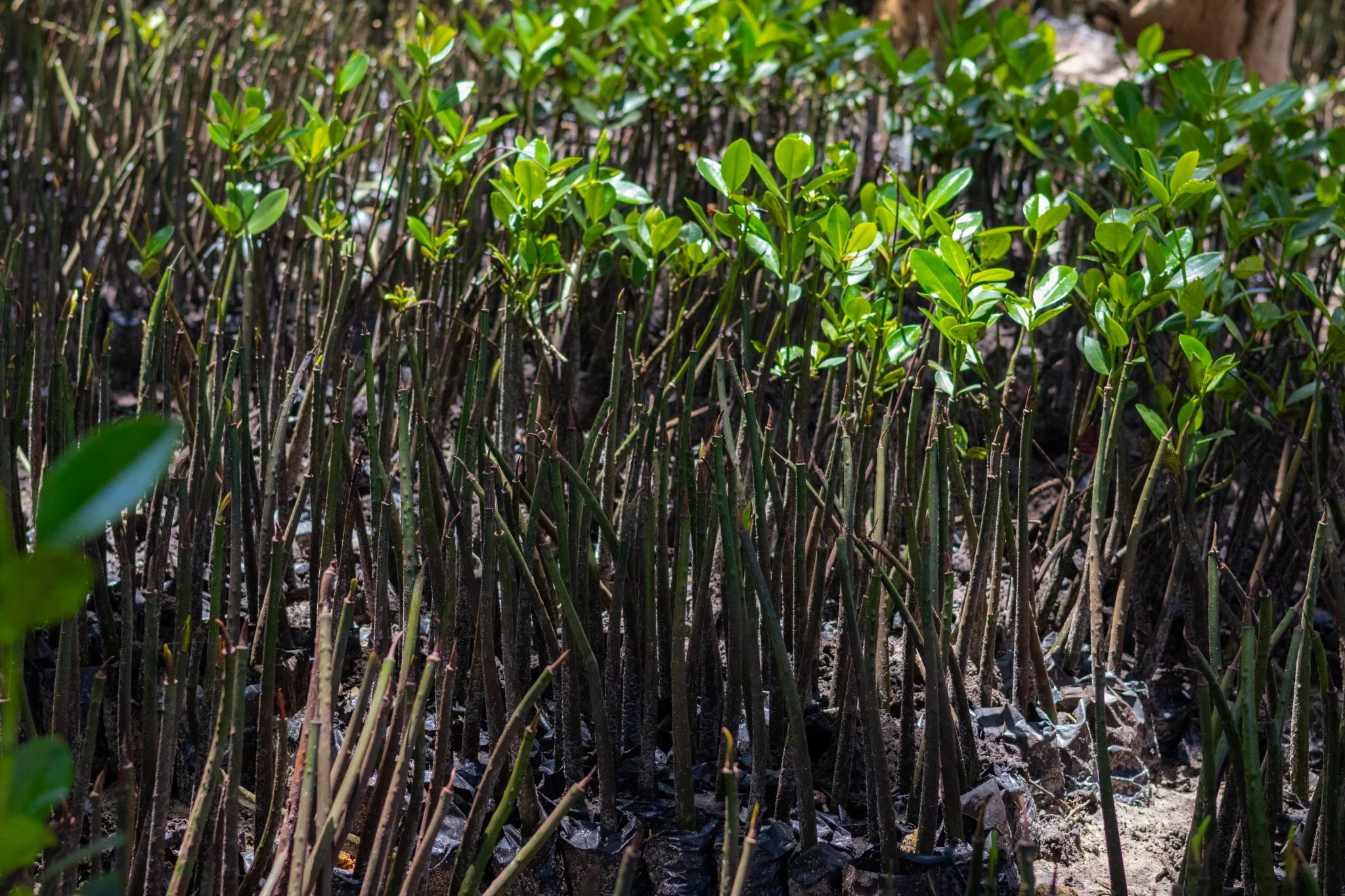 Kipepeo project image