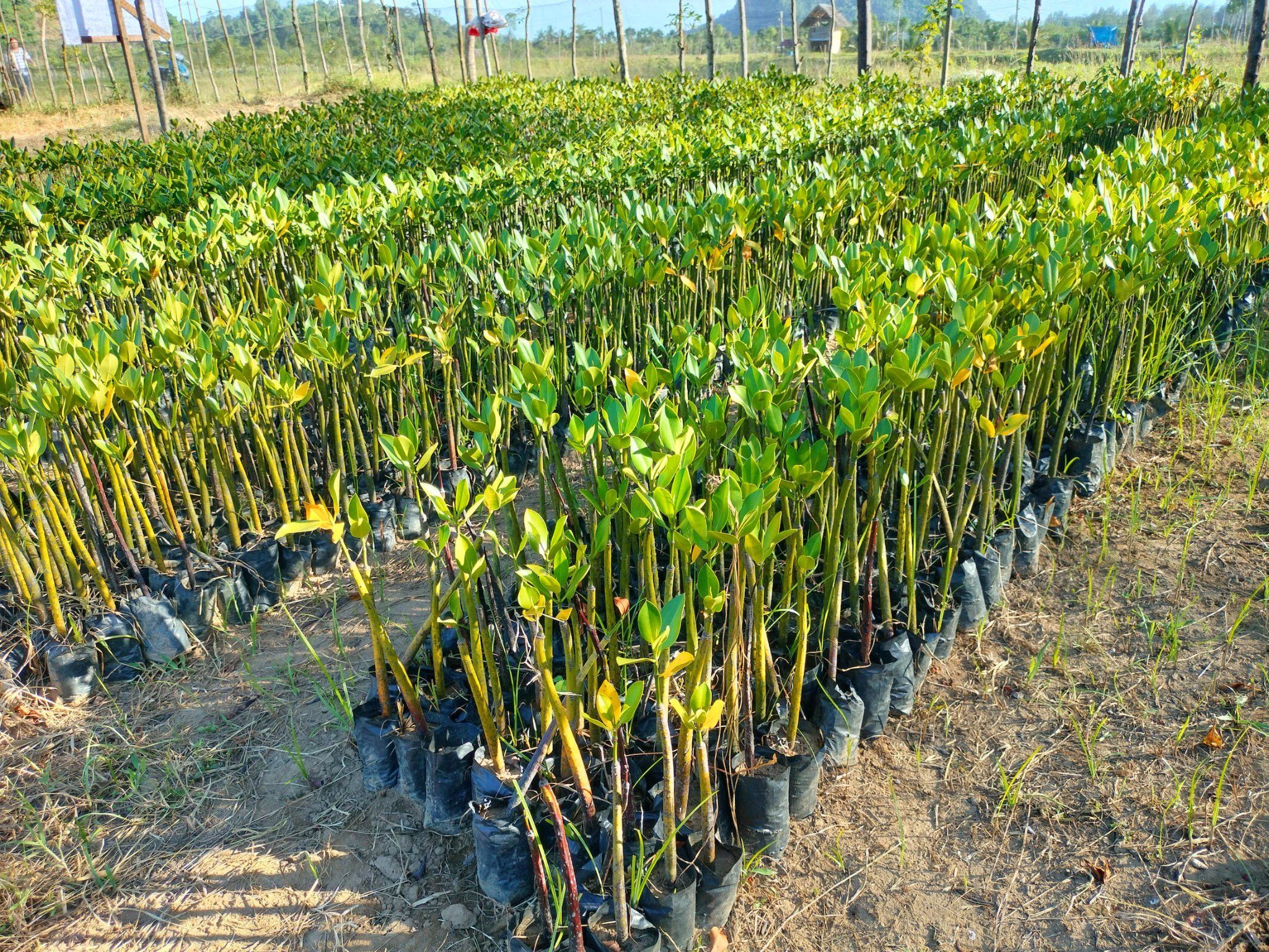 Kupu-Kupu project image