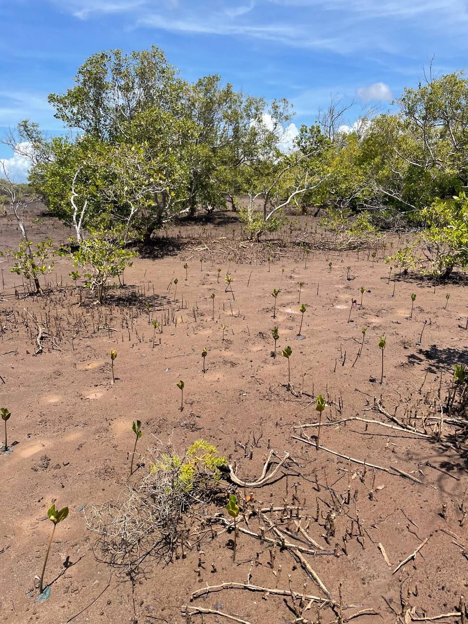 Young mangrove seedlings being restored in coastal area