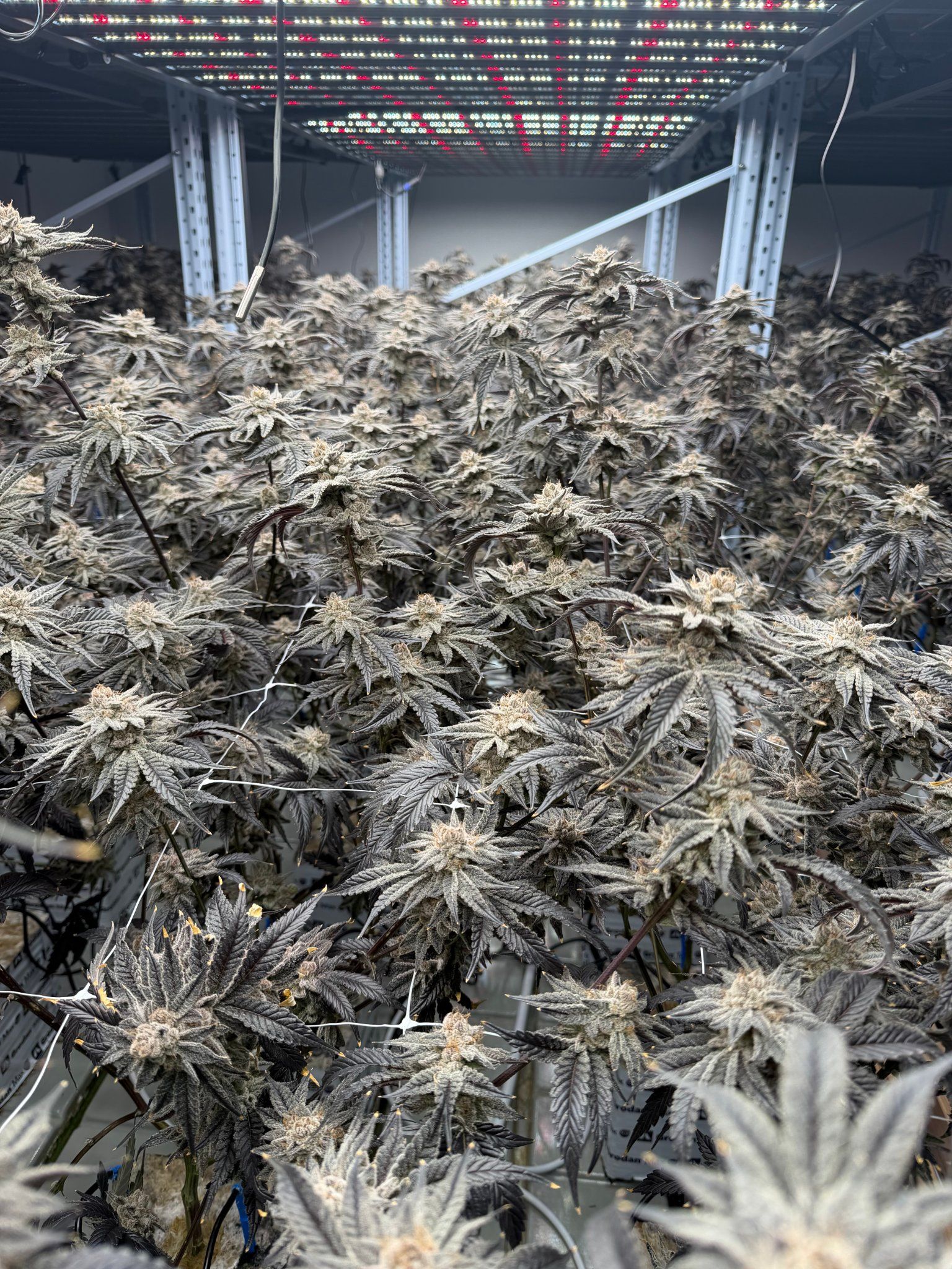 Hurrah Apex Facility