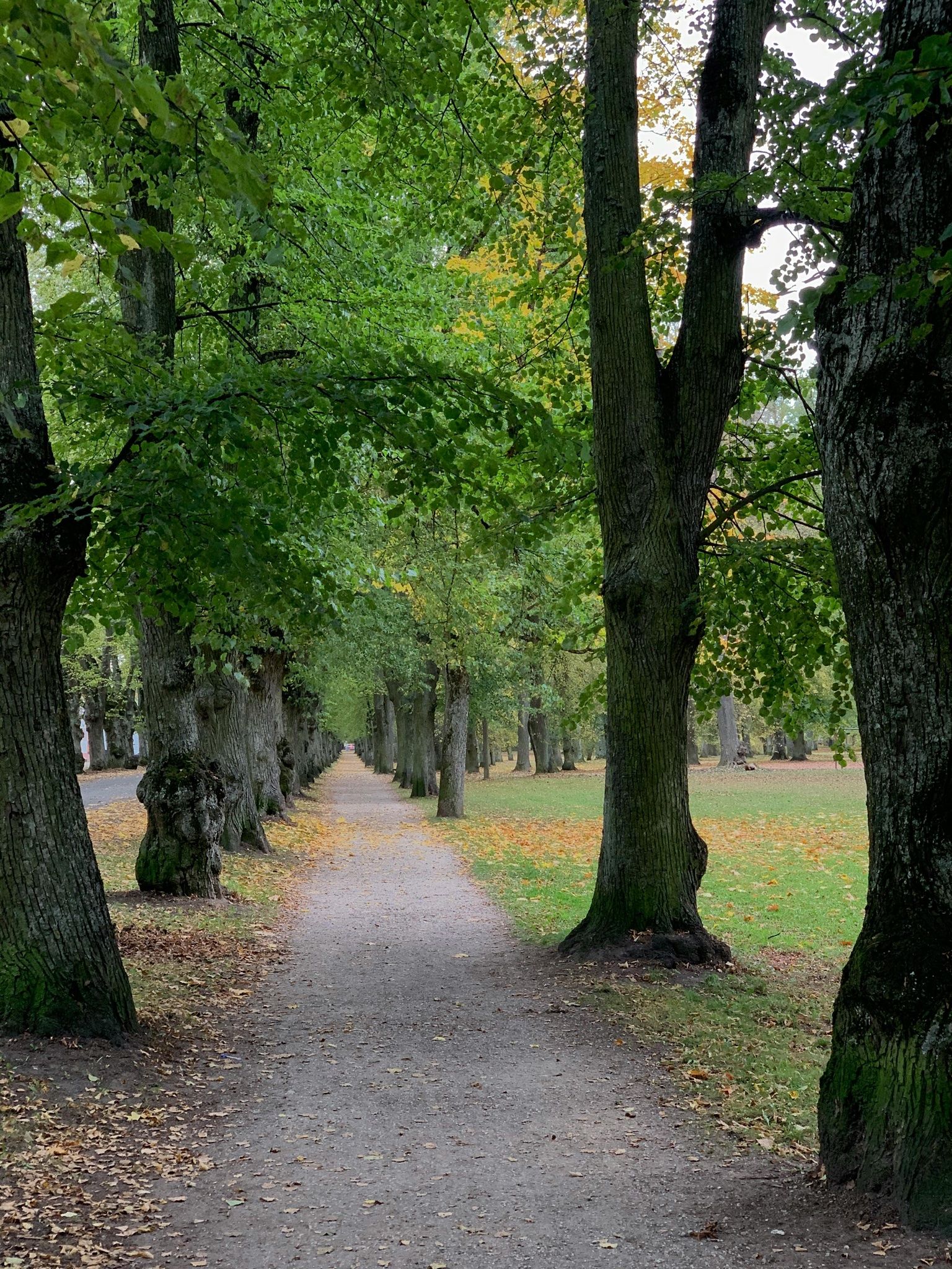Tree-lined path
