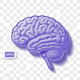 Brain & Cognitive
